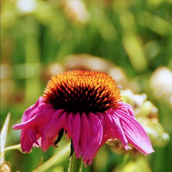 Meet your Posher, Shiwonda - Picture 1 of 1